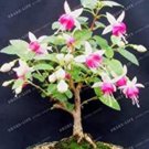 Fresh 100PCS Purple Double Petals Fuchsia Clerodendrum Thomsonae Balf Flower Seeds