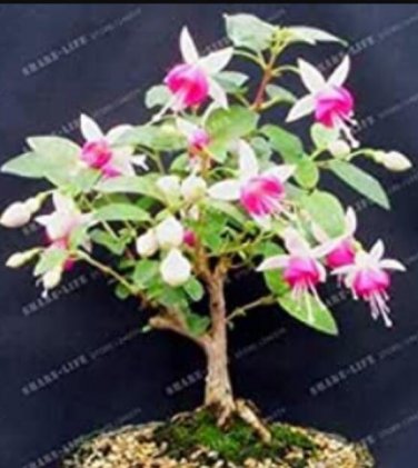 Fresh 100PCS Purple Double Petals Fuchsia Clerodendrum Thomsonae Balf Flower Seeds