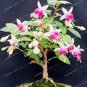 Fresh 100PCS Purple Double Petals Fuchsia Clerodendrum Thomsonae Balf Flower Seeds
