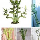 Fresh 50 Pcs/Bag Exotic Bamboo Lucky Tree Moso Bambu sFlower (Color : 50) Seeds