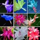 Fresh 100Pcs Cactus Flowers Purifying Air Flower Green (Col:Mixed) Seeds