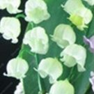 Fresh 100 pcs/Bag Exotic Lily Valley Flower Climbing Bell Orchid Seedsfor (Color: 6)