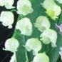 Fresh 100 pcs/Bag Exotic Lily Valley Flower Climbing Bell Orchid Seedsfor (Color: 6)