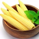 Fresh 250 Pcs Mini Baby Sweet Corn Seeds Vegetable Poporn