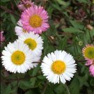 Fresh Erigeron Karvinskianus 200 Seeds Seeds Santa Barbara Daisy