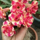 Fresh 2PCS Rose Pink and Yellow Bicolor Desert Rose Seeds Double Flowers Adenium