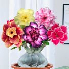 Fresh 10PCS Mixed Colorful Desert Rose Seeds Balcony Adenium Fragrant Flowers