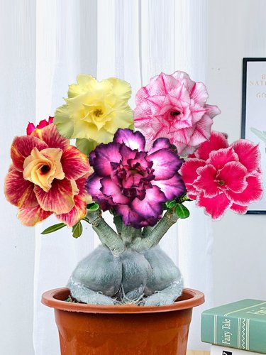 Fresh 10PCS Mixed Colorful Desert Rose Seeds Balcony Adenium Fragrant Flowers