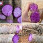 Fresh 100Pcs Purple Yam Purple Ginseng Long Taro Cylindrical RootsFood Vegetables Seeds