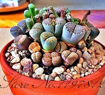 Fresh 100 Pcs Succulents Mix Lithops Flowers Cactus Decoration (Color: Black) Seeds