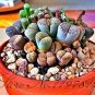Fresh 100 Pcs Succulents Mix Lithops Flowers Cactus Decoration (Color: Black) Seeds