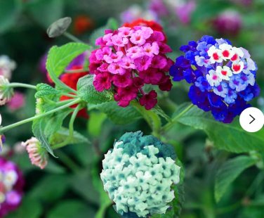 Fresh 100PCS Lantana Seeds Mixed Colors Exotic Flower Seeds Very Good Butterfly