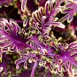 Fresh 100PCS Coleus Flower Seeds Purple Green Bi color Spider Shaped