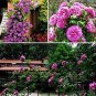 Fresh 100 Fragrant Perennial Climbing Roses and Multiflora JY (Color: Purple) Seeds