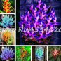 Fresh 100 Pcs Heliconia Seed Flower Seed Semillas de Seedas Raras (Color:Mixed)