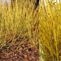Fresh 50 Seeds Cornus Stolonifera VAR Flava Bulk Whole Seeds Non Hybrid