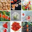 Fresh 100 pcs Sweet Tasty Physalis Juicy Fruit Golden Berry Séed (Color:Gooseberry) Seeds