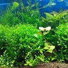 Fresh 1000Pcs/Bag Aquarium s Seeds Artificial Aquarium Fish Tank Submersible