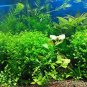 Fresh 1000Pcs/Bag Aquarium s Seeds Artificial Aquarium Fish Tank Submersible