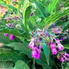 Fresh Promotion! 100 Pieces/Pack Certified True Comfrey Certified Heirloom Packet Seeds