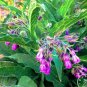 Fresh Promotion! 100 Pieces/Pack Certified True Comfrey Certified Heirloom Packet Seeds