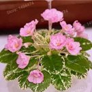 Fresh 200pcs Mixed Color Mini Violet African Violet Seed Flowers (Col:Yellow)