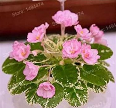 Fresh 200pcs Mixed Color Mini Violet African Violet Seed Flowers (Col:Yellow)