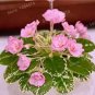 Fresh 200pcs Mixed Color Mini Violet African Violet Seed Flowers (Col:Yellow)