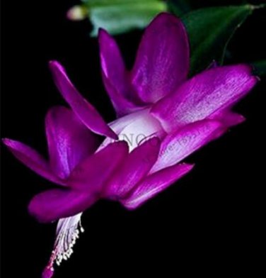 Fresh 100 Pcs schlumbergera Christmas Cactus asMultiple ColorSee ed and to (Col:7) Seeds