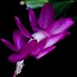 Fresh 100 Pcs schlumbergera Christmas Cactus asMultiple ColorSee ed and to (Col:7) Seeds