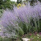 Fresh 60 Seeds of Perovskia Atriplicifolia Russian Sage