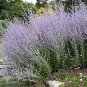 Fresh 60 Seeds of Perovskia Atriplicifolia Russian Sage