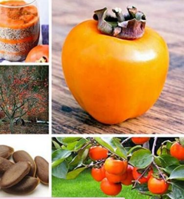 Fresh 10 pcs/ Bag Exotic Persimmon Fruit Tree Juicy Se eed Diospyros Kaki fruta a Seeds