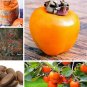 Fresh 10 pcs/ Bag Exotic Persimmon Fruit Tree Juicy Se eed Diospyros Kaki fruta a Seeds