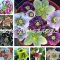 Fresh 100 Pcs Hellebore (Christmas Rose) Helleborus Niger Seed Flower (Col:Mixed)