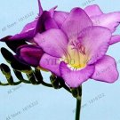 Fresh 100 Pcs Freesia Bulbs True Freesia Flowers Orchid Rhizome Bulbous Flowers (16)