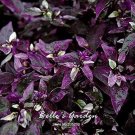 Fresh 100pcs Purple Flash Ornamental Pepper Seeds Vegetable Home Garden Bonsai Plant