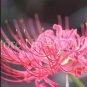 Fresh 100 unidades/bolsa Lycoris flor no Lycoris foco colores mixtos Seeds