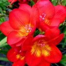 Fresh 100 Pcs/Bag Freesia Bulbs True Freesia Flowers Orchid Rhizome Flowers (14)
