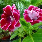 Fresh 200 Pcs Mixed Color Gloxinia Flowers Sinningia Speciosa Flowers (Col:Chocolate) Seeds