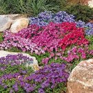 Fresh 100 Pcs Multicolor Creeping Thyme Violet Queen Flower Ground Cover (Color: 5) Seeds
