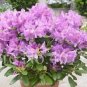 Fresh 100 piezas japonesas azalea (color: 8) Seeds