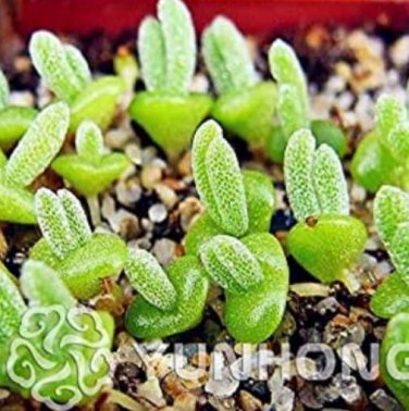 Fresh 100 piezas Lithops Monilaria Obconica Orejas de Conejo Flor Bons&Atilde;&iexcl;i Seeds