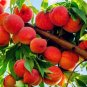 Fresh Seed Dwarf Bonanza Peaches Peach Tree Peach Fruit 10 Pcs Delicious Fruit