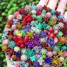 Fresh 100 Pcs Succulents Mix Lithops Flower Cactus Decoration (Color: Multicolor) Seeds