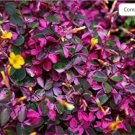 Fresh Red Oxalis Versicolor Flores Bonsái 100 piezas Seeds
