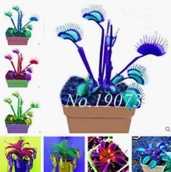 Fresh Seed 100 Pcs Flycatcher Mixed ivorous Seed (Col:Mixed)