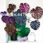 Fresh Rare Palm Turtle Leaves Monstera Seeds Mixed Colorful