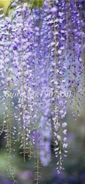 Fresh 20 Pcs Seed Climbing Wisteria Courtyard Flowers Japanese Wisteria (Col:13)