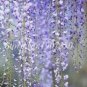 Fresh 20 Pcs Seed Climbing Wisteria Courtyard Flowers Japanese Wisteria (Col:13)